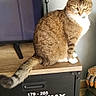 cat, tabby_cat, feline, pet, indoor, furniture, cabinet, wood, television, lamp, decor, text, brown_fur, white_paws, white_chest, tail, sitting, side_view, domestic_cat, household