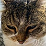 cat, tabby, close_up, sleepy, whiskers, fur, indoor, pet, resting, face, animal, domestic_cat, cute, ears, nose, eyes, feline, mammal, soft, cozy