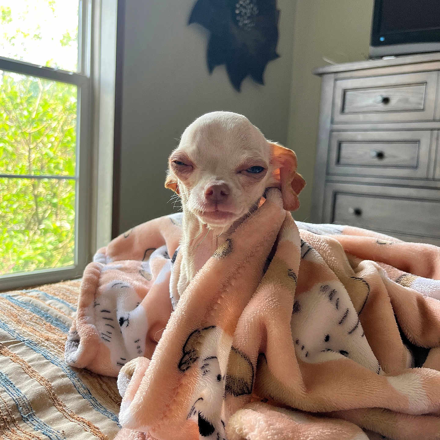 Mickey Hart joined the competition — help win amazing prizes! animal, bed, blanket, chihuahua, comfort, cozy, cute, dog, domestic, furniture, indoor, natural_light, pet, relaxed, resting, sleepy, small_dog, soft_texture, window, wooden_drawer