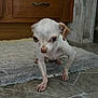 Mickey Hart joined the competition — help win amazing prizes! animal, canine, chihuahua, close_up, curious, cute, floor, four_legs, furniture, home, indoor, looking, pet, rug, small_dog, tan_ears, tile_floor, white_dog, wooden_cabinet, young_dog