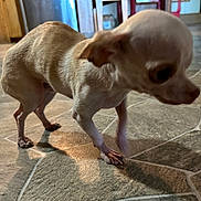 Mickey Hart is registered to the contest to win money with this photo: animal, brown_dog, canine, chihuahua, companion, curious, cute, dog, domestic, floor, household, indoor, paw, pet, shadow, short_hair, side_view, small_dog, tile_floor, walking