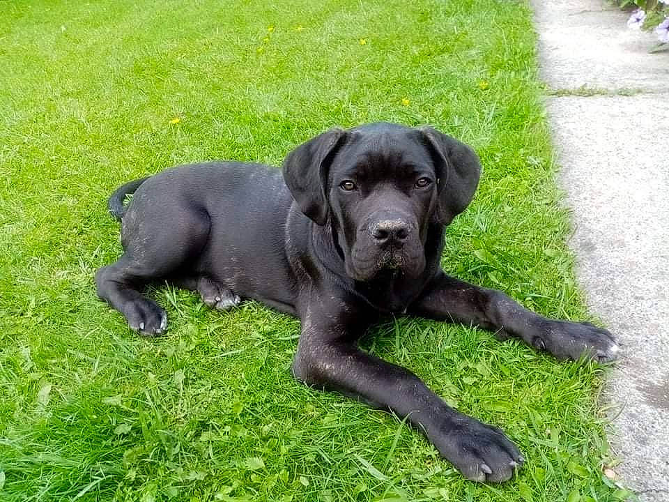 Sarko participe au concours pour gagner de l'argent avec cette photo : borador, canidae, carnivore, companion_dog, dog, dog_breed, dog_collar, fawn, grass, groundcover, guard_dog, gun_dog, liver, plant, puppy, sporting_group, tail, terrestrial_animal, working_animal, working_dog