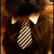 Tyler a rejoint le concours — aidez-le/la à gagner de superbes lots ! cat, black_cat, tie, collar, pet, indoor, furry, animal, portrait, business_cat, cute, whiskers, table, domestic_cat, feline, close_up, looking_up, fluffy, striped_tie, serious