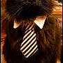 cat, black_cat, tie, collar, pet, indoor, furry, animal, portrait, business_cat, cute, whiskers, table, domestic_cat, feline, close_up, looking_up, fluffy, striped_tie, serious