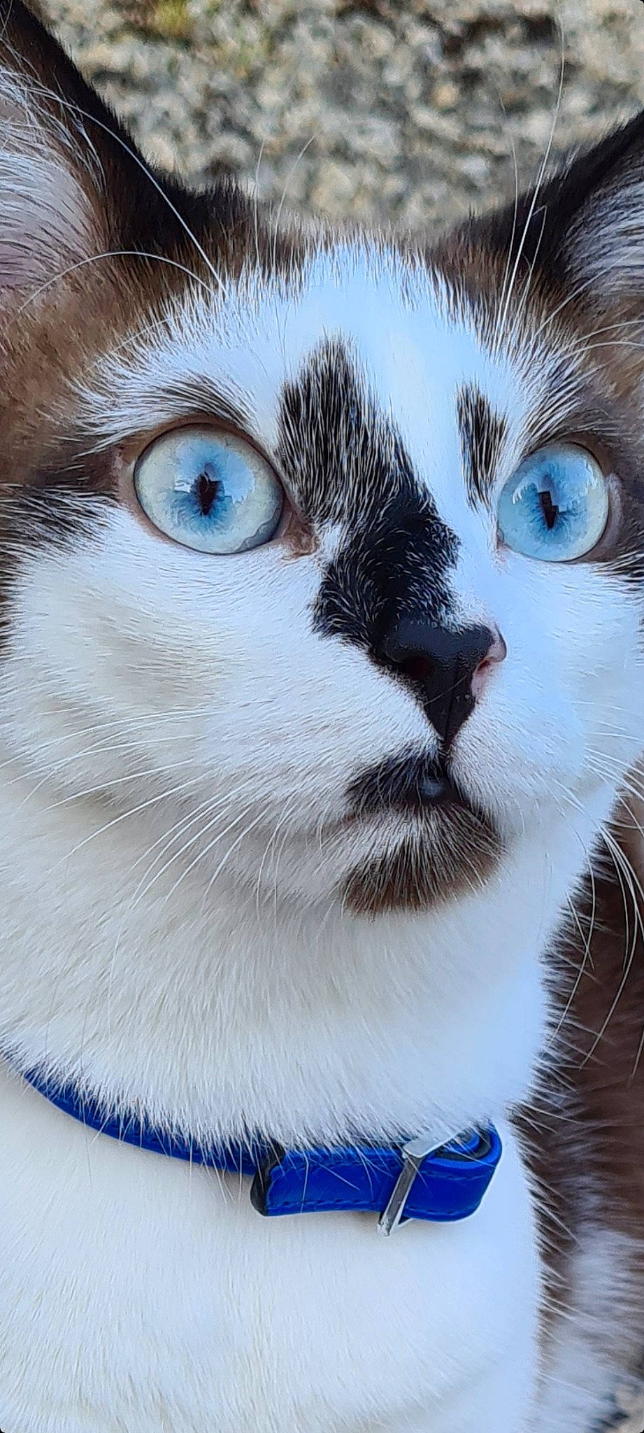 Loki a rejoint le concours — aidez-le/la à gagner de superbes lots ! art, blue, carnivore, cat, close_up, domestic_short_haired_cat, electric_blue, felidae, fur, iris, paw, photography, small_to_medium_sized_cats, snout, tail, terrestrial_animal, whiskers