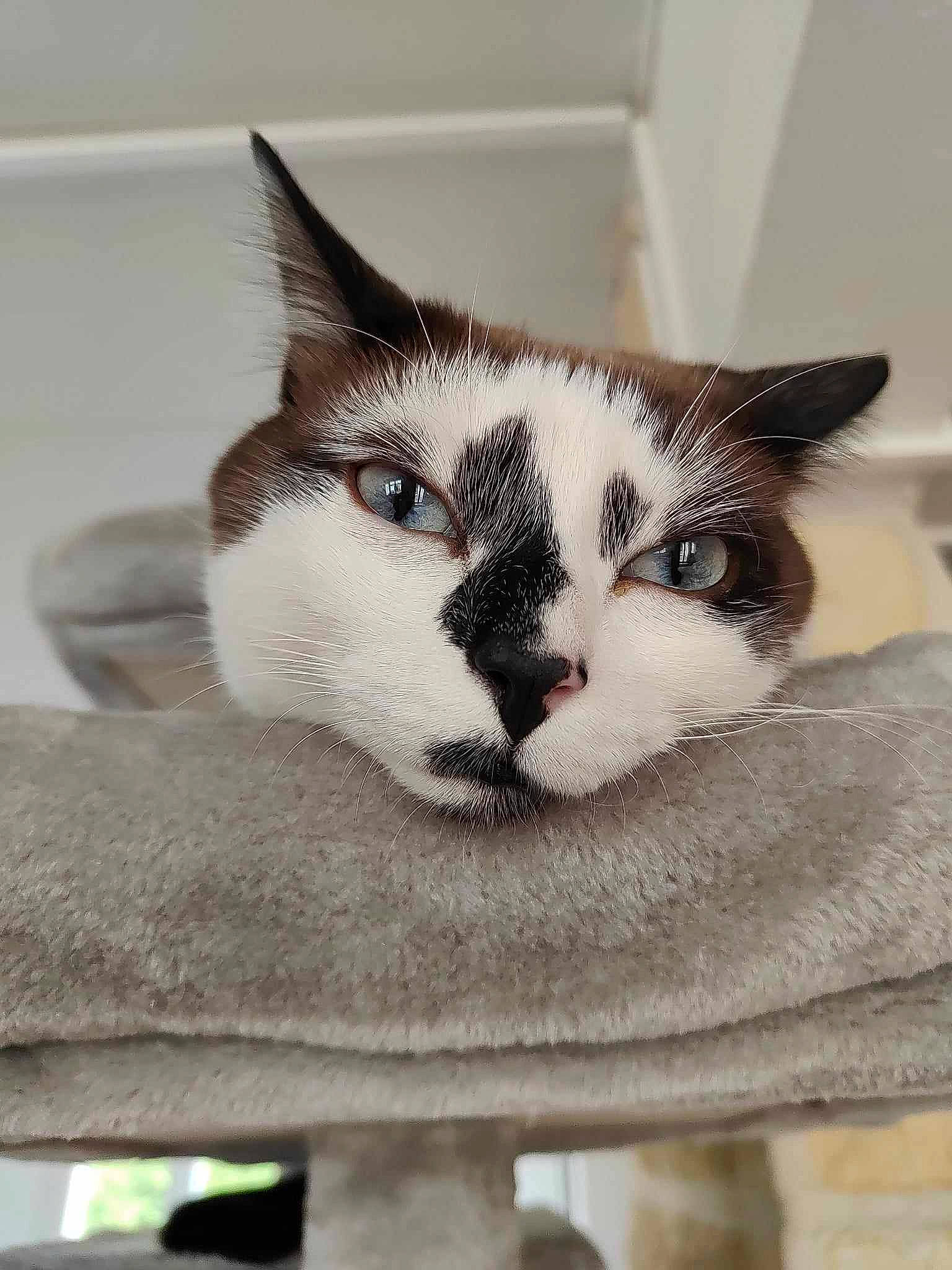 Loki participe au concours pour gagner de l'argent avec cette photo : box, carnivore, cat, comfort, domestic_short_haired_cat, eye, felidae, fur, grey, hair, head, human_body, paw, small_to_medium_sized_cats, snout, stairs, tree, whiskers, window, wood