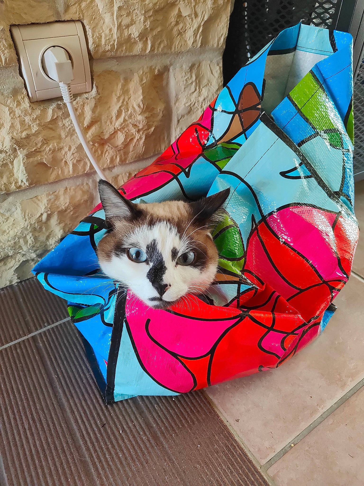 Loki participe au concours pour gagner de l'argent avec cette photo : art, bag, basket, canidae, carnivore, cat, comfort, domestic_short_haired_cat, fashion_accessory, fawn, felidae, linens, luggage_and_bags, pattern, pet_supply, shoulder_bag, small_to_medium_sized_cats, tail, textile, whiskers