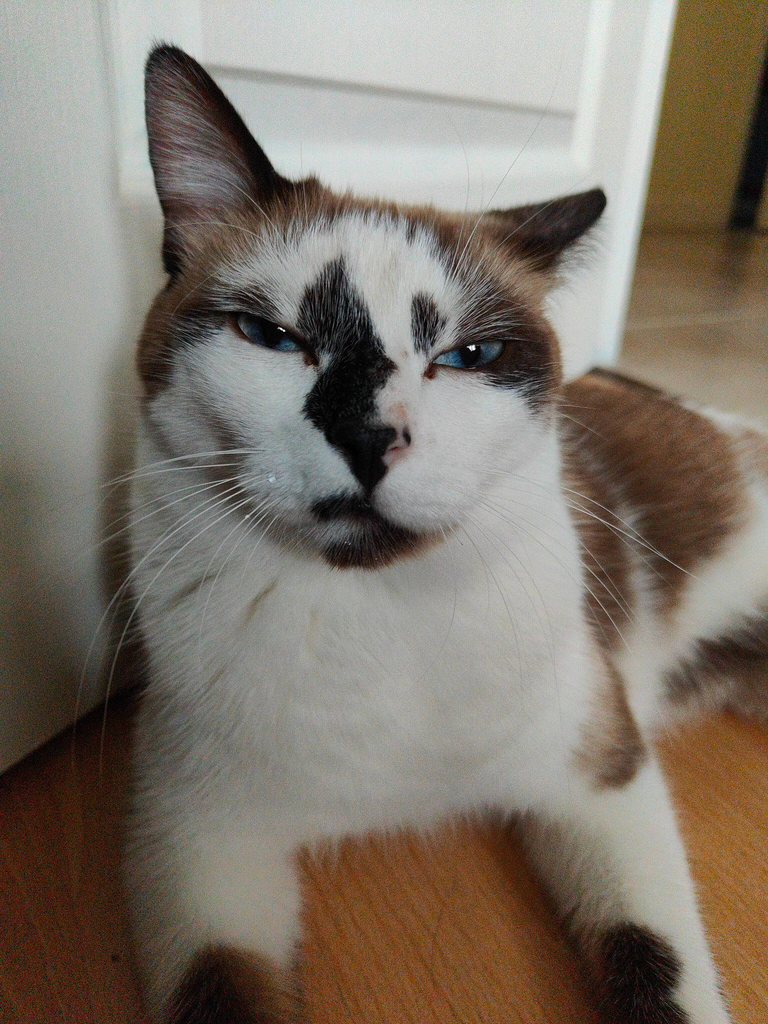 Loki a rejoint le concours — aidez-le/la à gagner de superbes lots ! carnivore, cat, claw, domestic_short_haired_cat, felidae, flooring, foot, fur, hardwood, paw, sitting, small_to_medium_sized_cats, snout, tail, terrestrial_animal, whiskers, window, wood, wood_flooring