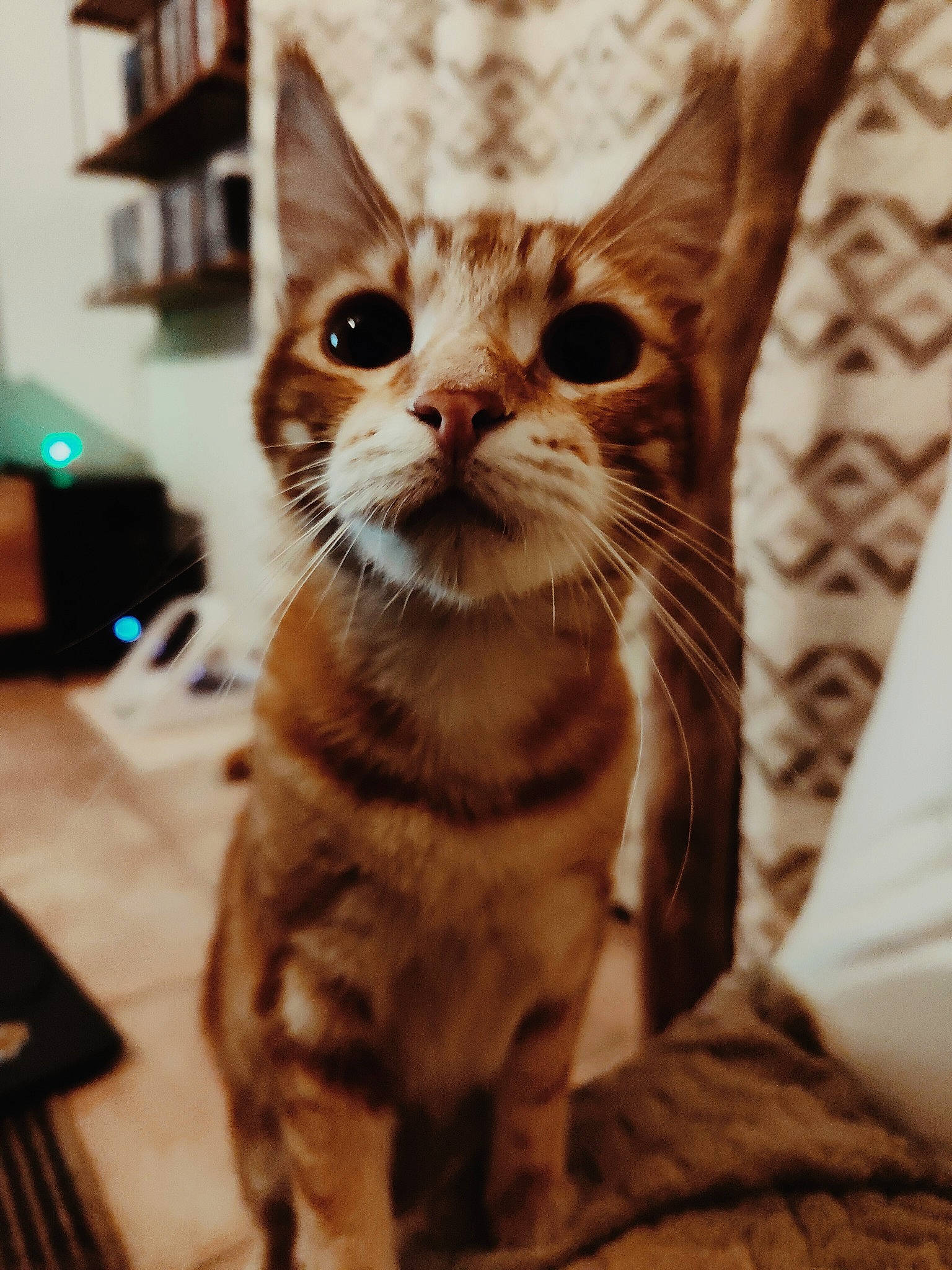 Weasley participe au concours pour gagner de l'argent avec cette photo : bookcase, box, carnivore, cat, claw, comfort, domestic_short_haired_cat, ear, eye, fawn, felidae, fur, gesture, glasses, paw, shelf, small_to_medium_sized_cats, snout, whiskers, wood