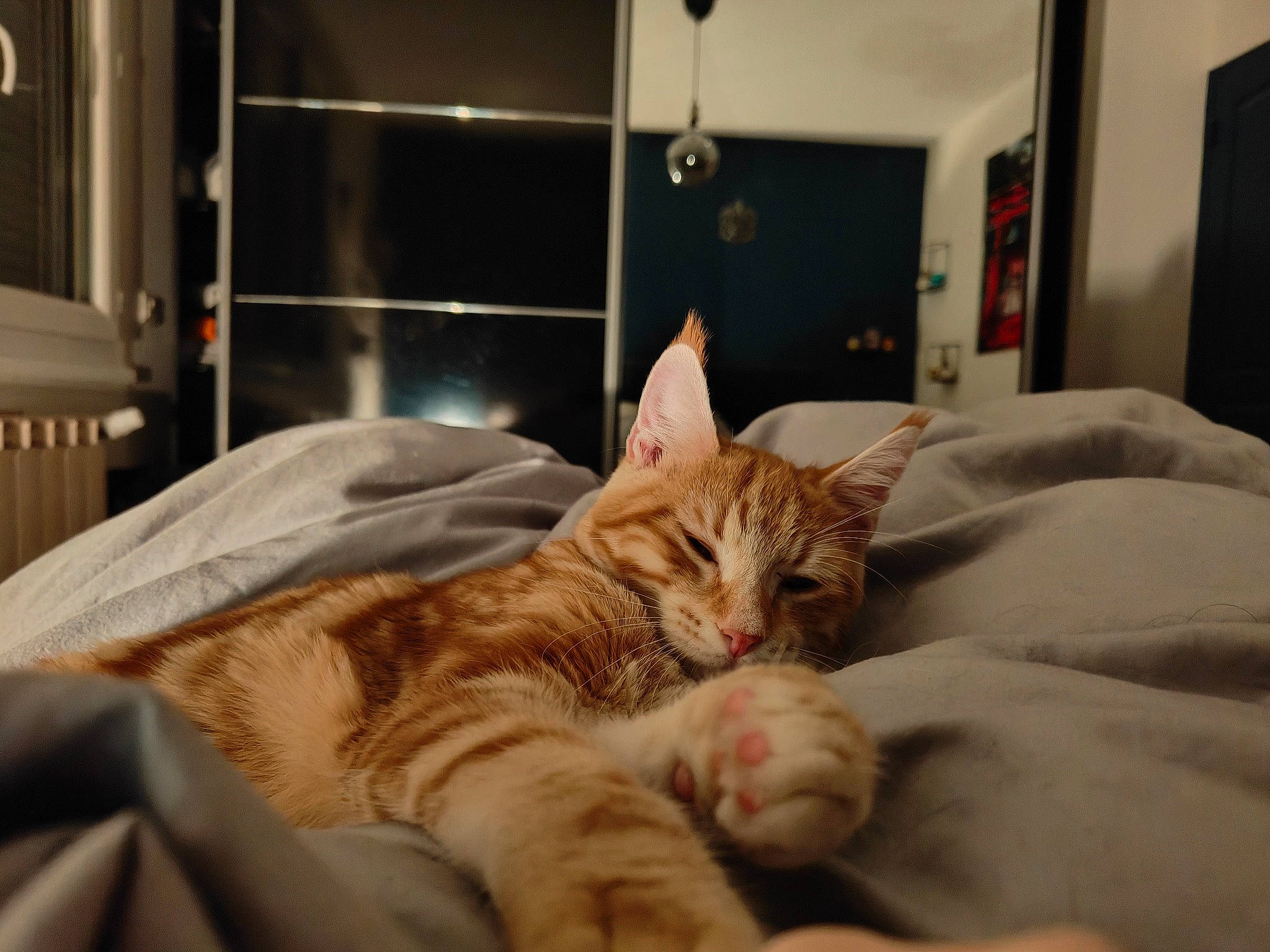 Weasley participe au concours pour gagner de l'argent avec cette photo : bed, bed_sheet, bedding, carnivore, cat, comfort, domestic_short_haired_cat, fawn, felidae, fur, linens, nap, paw, picture_frame, sitting, small_to_medium_sized_cats, whiskers