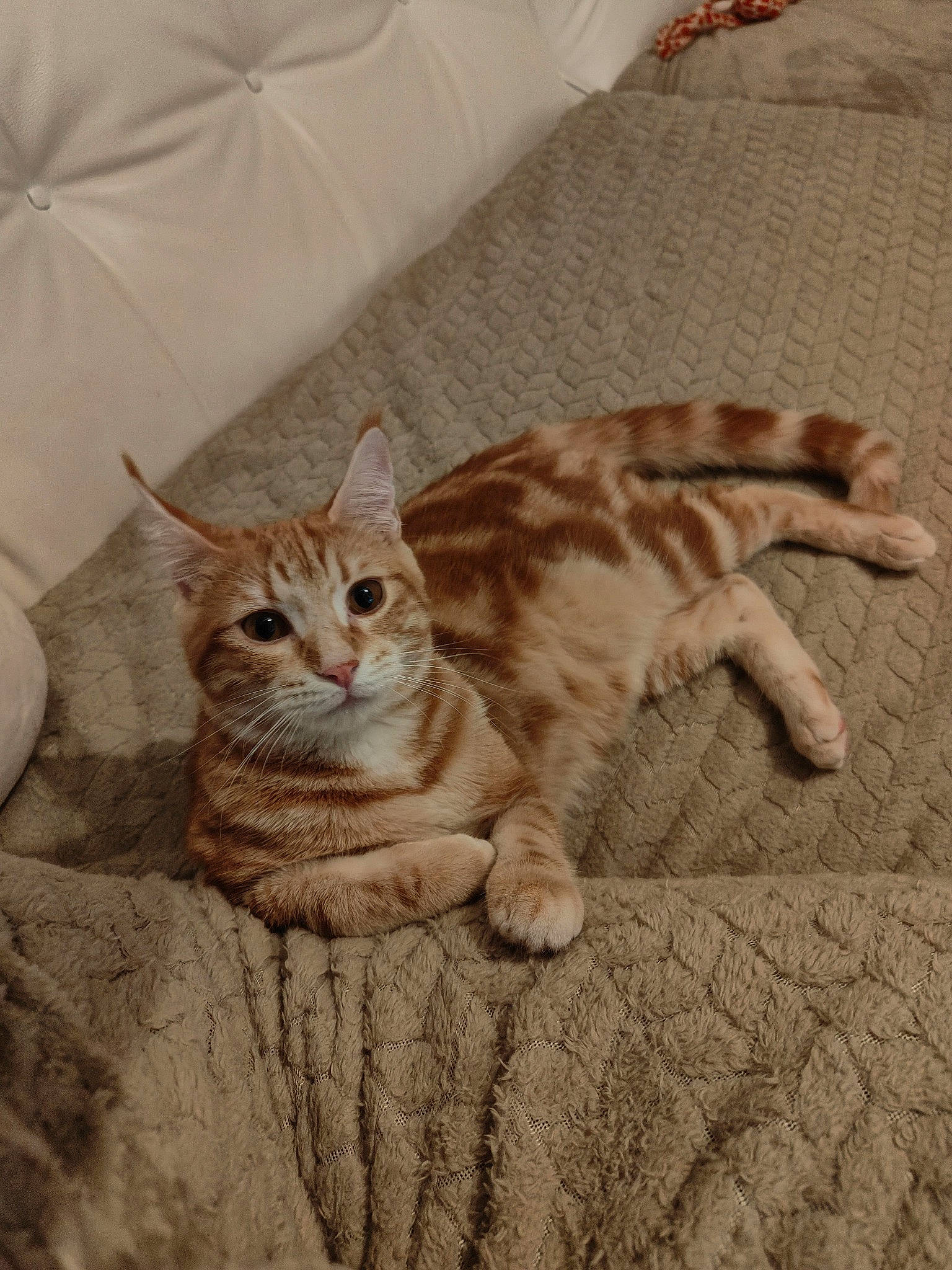 Weasley a rejoint le concours — aidez-le/la à gagner de superbes lots ! carnivore, cat, comfort, domestic_short_haired_cat, eye, fawn, felidae, flooring, fur, grey, hardwood, linens, paw, sitting, small_to_medium_sized_cats, snout, tail, whiskers, window, wood