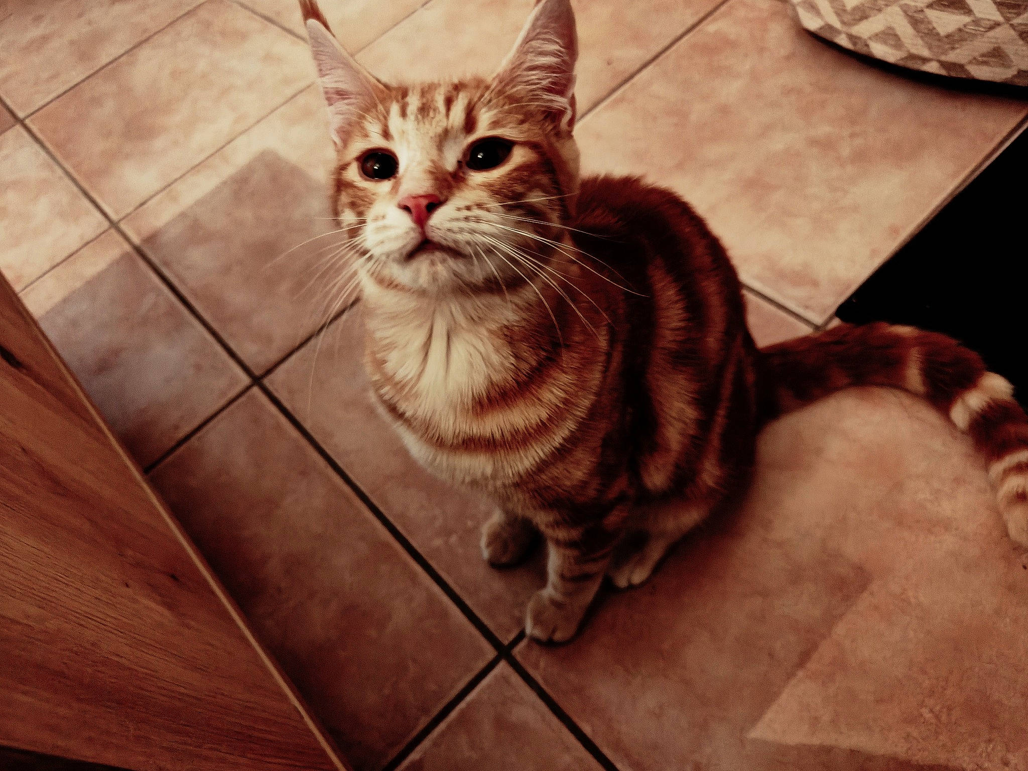 Weasley participe au concours pour gagner de l'argent avec cette photo : carnivore, cat, domestic_short_haired_cat, door, eye, fawn, felidae, flooring, fur, hardwood, metal, paw, sitting, small_to_medium_sized_cats, snout, tail, whiskers, window, wood, wood_stain