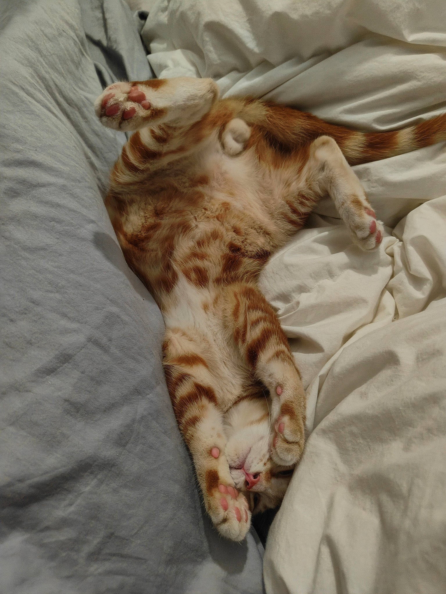 Weasley a rejoint le concours — aidez-le/la à gagner de superbes lots ! bed, bedding, carnivore, cat, claw, comfort, domestic_short_haired_cat, duvet, fawn, felidae, fur, gesture, linens, nap, paw, small_to_medium_sized_cats, snout, tail, terrestrial_animal, whiskers