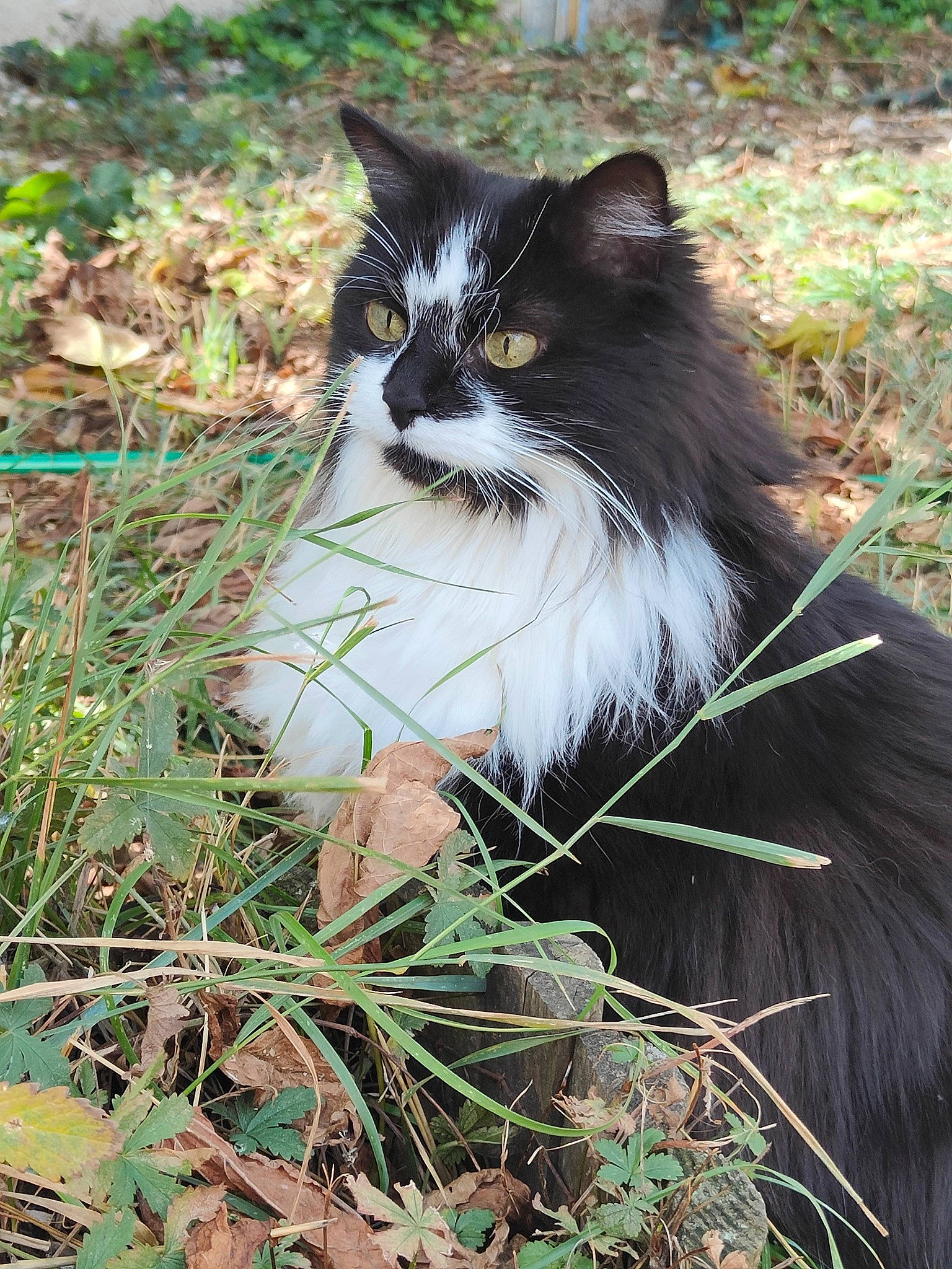 Bowling participe au concours pour gagner de l'argent avec cette photo : annual_plant, carnivore, cat, domestic_short_haired_cat, felidae, flowering_plant, fur, grass, groundcover, herbaceous_plant, leaf, plant, plant_stem, sitting, small_to_medium_sized_cats, tail, terrestrial_animal, twig, whiskers, wildlife