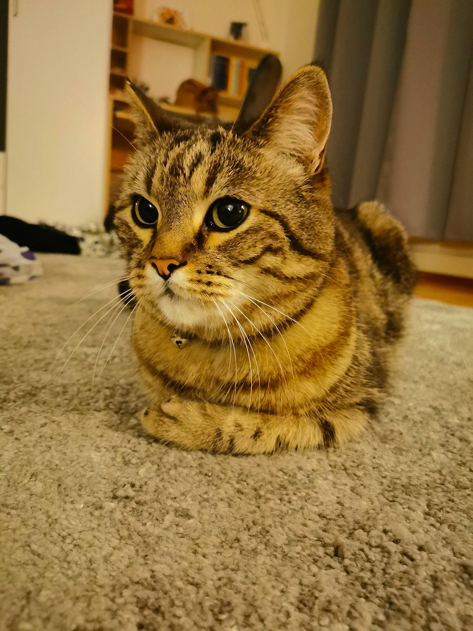 Meiko a rejoint le concours — aidez-le/la à gagner de superbes lots ! carnivore, cat, domestic_short_haired_cat, door, felidae, flooring, fur, paw, sitting, small_to_medium_sized_cats, snout, terrestrial_animal, whiskers, wildlife, window, wood