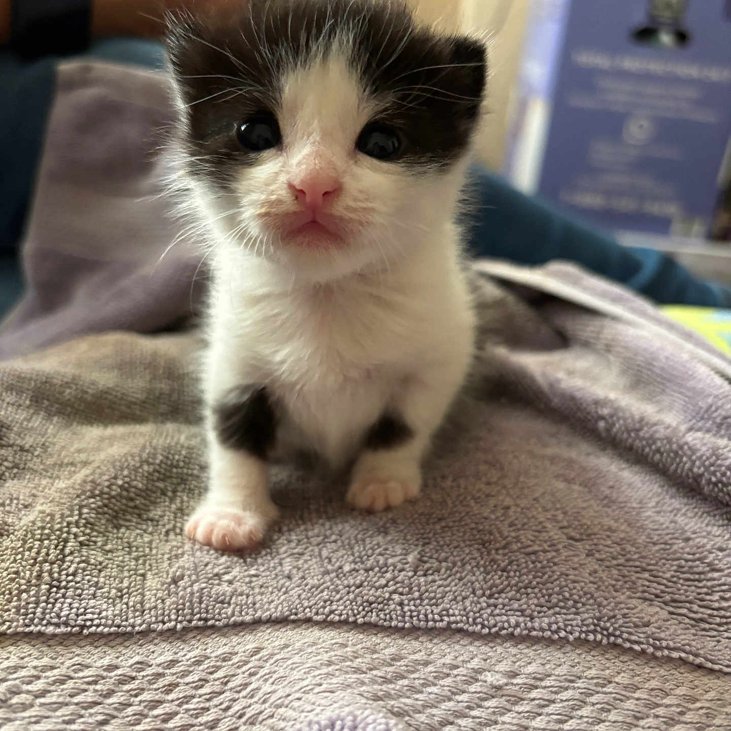 Stormy is registered to the contest to win money with this photo: animal, black_and_white, cat, closeup, curious, cute, domestic_animal, feline, fur, indoor, kitten, pet, pink_nose, sitting, small, soft, texture, towel, whiskers, young