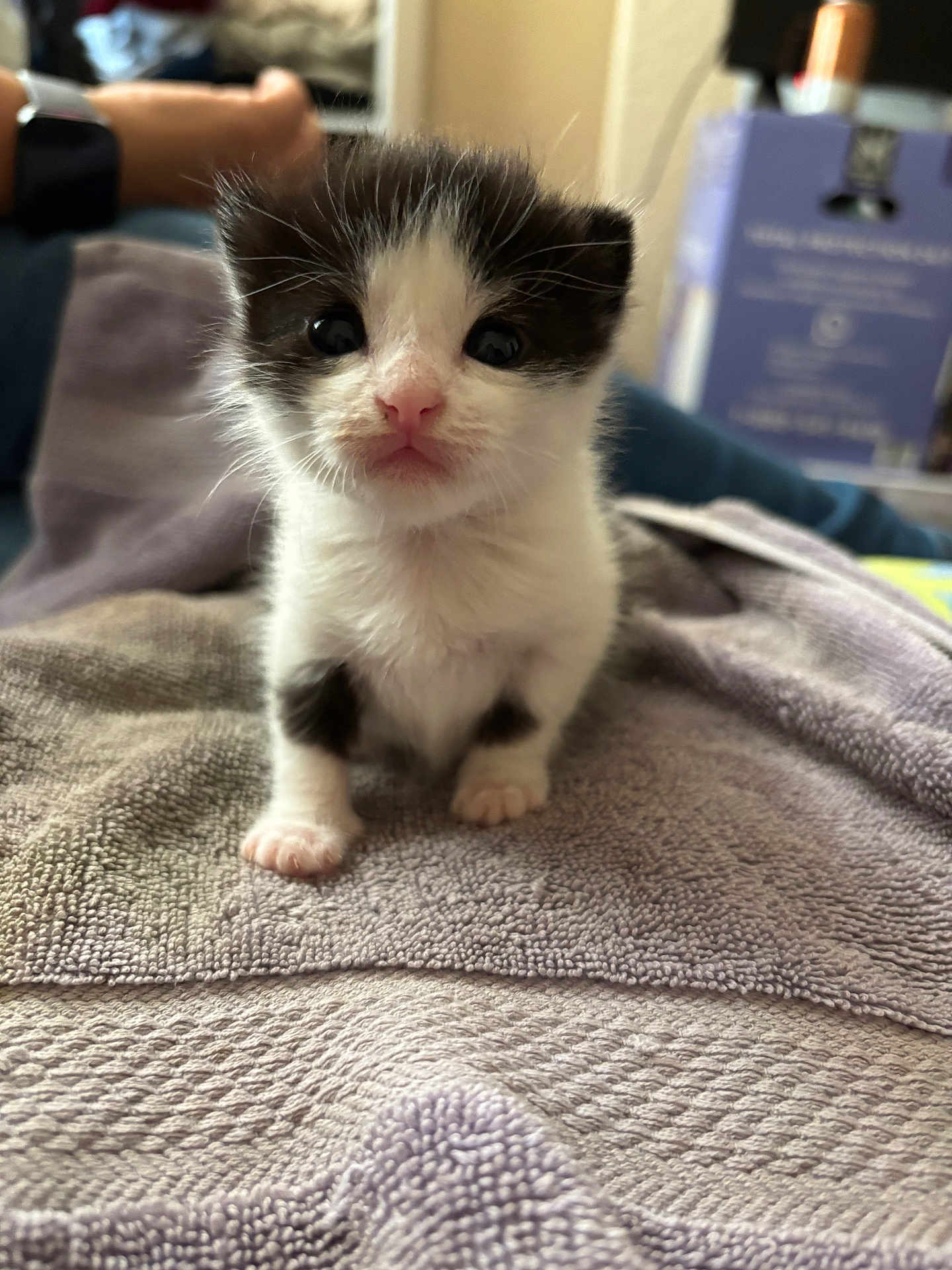 Stormy is registered to the contest to win money with this photo: kitten, cat, black_and_white, pet, animal, cute, feline, young, small, indoor, towel, texture, fur, whiskers, pink_nose, curious, sitting, closeup, domestic_animal, soft