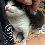 Stormy is registered to the contest to win money with this photo: kitten, hand, petting, furry, black_and_white, paw, blanket, soft, cute, close_up, animal, domestic, young, sleepy, resting, indoor, human, touch, comfort, tiny