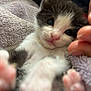 Stormy is registered to the contest to win money with this photo: kitten, cat, paw, furry, close_up, cute, pet, animal, towel, soft, indoor, young, whiskers, black_and_white, small, feline, cozy, blurred, hand, resting