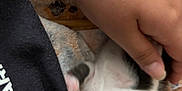 Stormy is registered to the contest to win money with this photo: kitten, cat, black_and_white, blue_eyes, person, hand, arm, blanket, clothing, close_up, indoor, cute, pet, fur, resting, cozy, young_animal, animal, comfort, snuggling