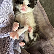 Stormy is registered to the contest to win money with this photo: kitten, cat, black_and_white, towel, pink_nose, paw, stretching, cute, feline, young, pet, indoor, soft_texture, curious, small, animal, whiskers, fur, relaxed, close_up