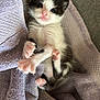 kitten, cat, black_and_white, towel, pink_nose, paw, stretching, cute, feline, young, pet, indoor, soft_texture, curious, small, animal, whiskers, fur, relaxed, close_up