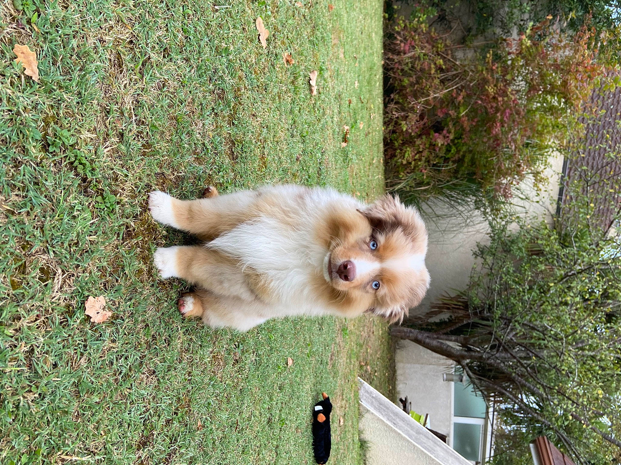 Thor participe au concours pour gagner de l'argent avec cette photo : building, canidae, carnivore, companion_dog, dog, dog_breed, fawn, felidae, german_spitz, german_spitz_klein, grass, plant, snout, spitz, sporting_group, tail, tree, volpino_italiano, window, working_animal