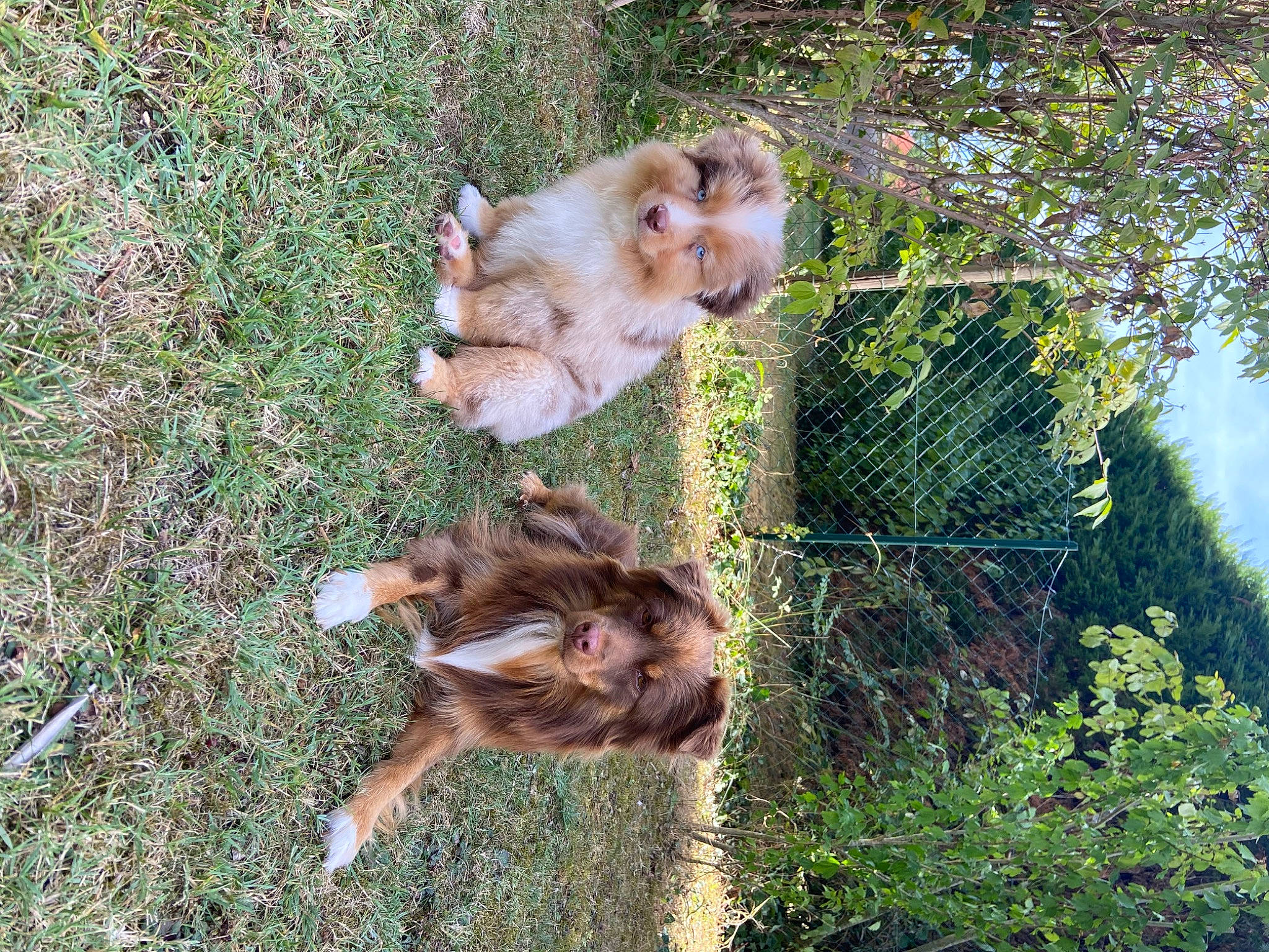 Thor a rejoint le concours — aidez-le/la à gagner de superbes lots ! canidae, carnivore, companion_dog, dog, dog_breed, fawn, felidae, grass, liver, macaque, plant, primate, rhesus_macaque, snout, sporting_group, tail, terrestrial_animal, tree, wildlife, working_animal