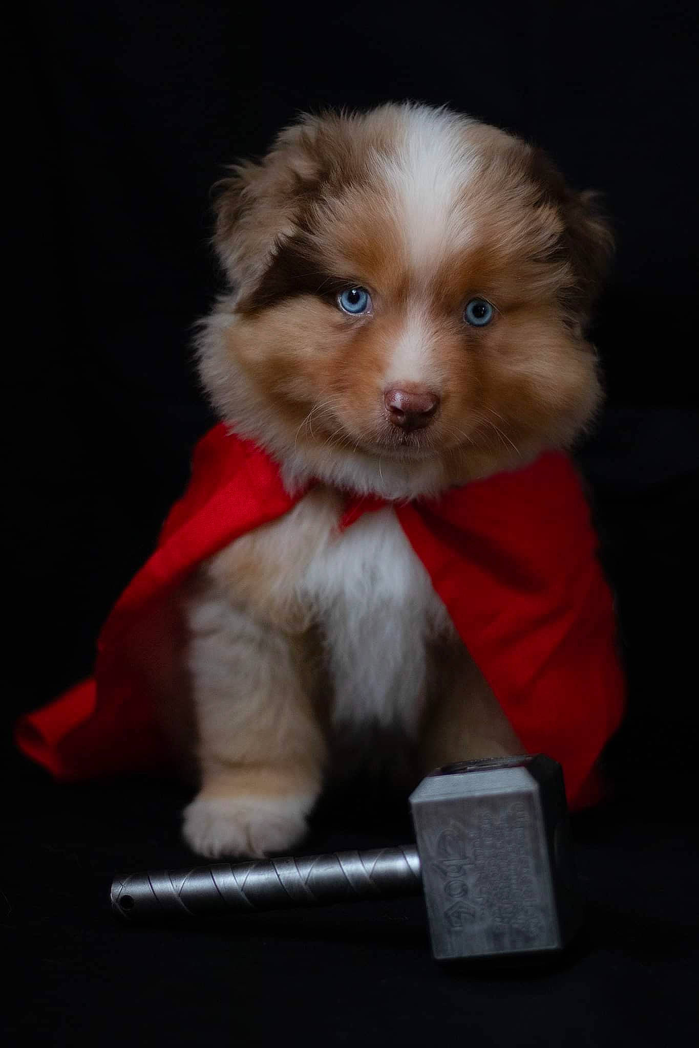 Thor a rejoint le concours — aidez-le/la à gagner de superbes lots ! ancient_dog_breeds, canidae, carnivore, companion_dog, dog, dog_breed, dog_supply, fawn, fur, liver, non_sporting_group, pet_supply, snout, sporting_group, toy, toy_dog, whiskers, working_animal