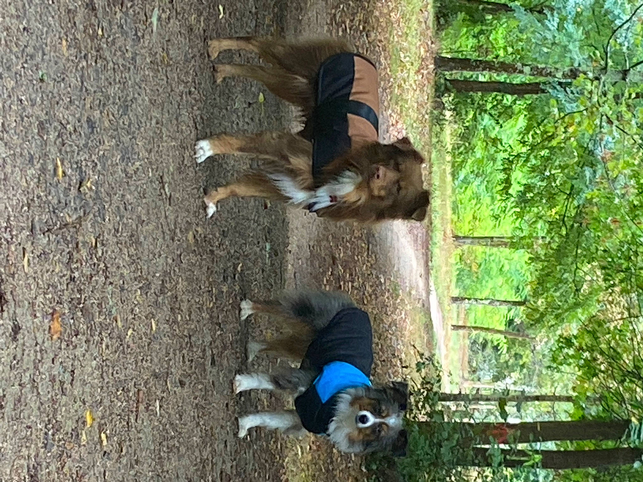 Chips Et Kaya participe au concours pour gagner de l'argent avec cette photo : canidae, carnivore, companion_dog, dog, dog_breed, mammal, natural_material, pet_supply, plant, soil, sporting_group, tail, tar, tree, trunk, vertebrate, working_animal