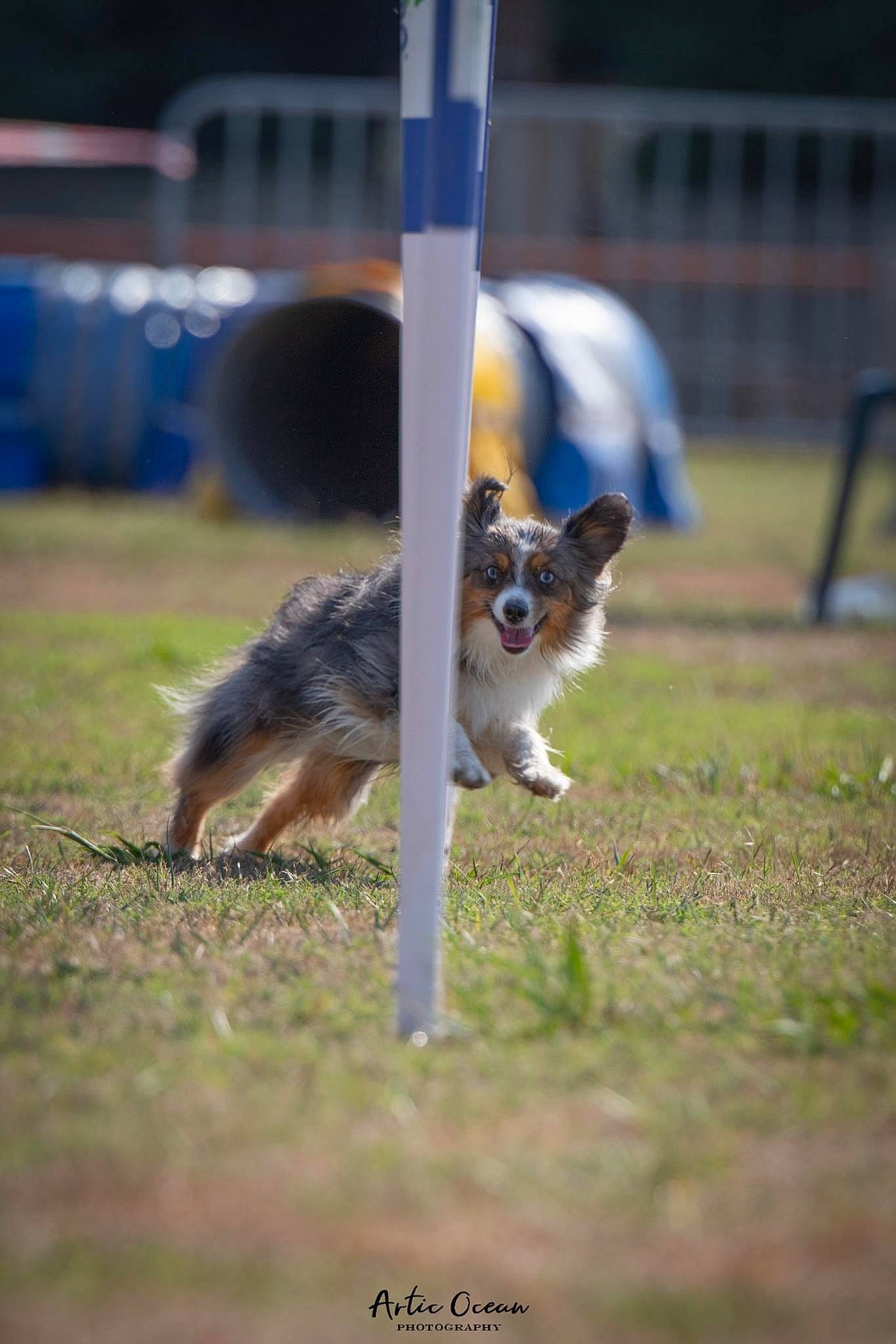 Chips Et Kaya a rejoint le concours — aidez-le/la à gagner de superbes lots ! canidae, carnivore, chair, collie, companion_dog, dog, dog_agility, dog_breed, dog_sports, felidae, grass, herding_dog, scotch_collie, snout, sporting_group, tail, whiskers, wildlife, working_dog