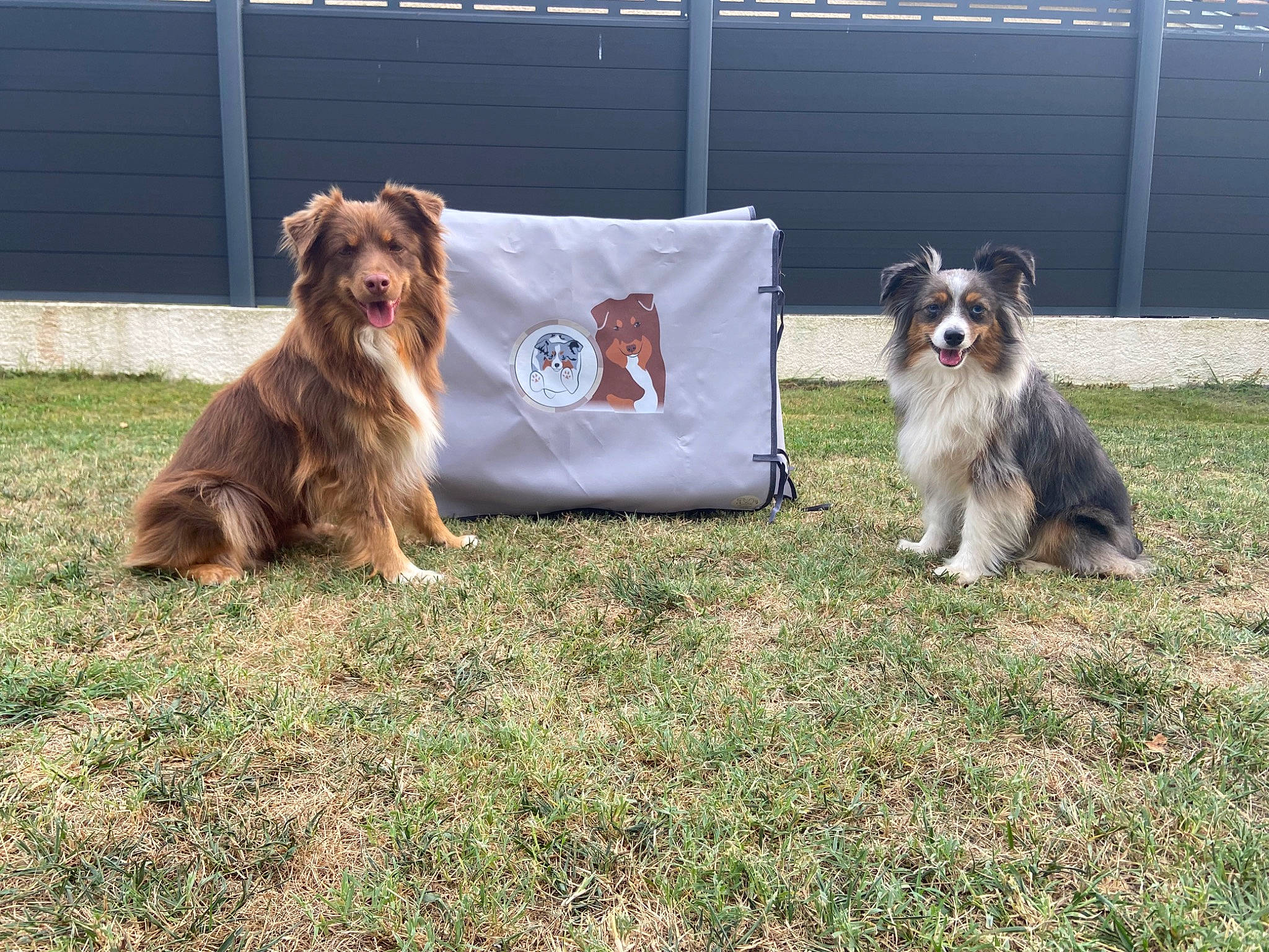 Chips Et Kaya participe au concours pour gagner de l'argent avec cette photo : canidae, carnivore, companion_dog, dog, dog_breed, dog_sports, dog_supply, fawn, fur, grass, herding_dog, liver, small_terrier, sporting_group, terrier, toy_dog, working_dog