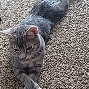 Bubbles is registered to the contest to win money with this photo: animal, carpet, cat, cute, domestic_animal, ears, feline, fur, gray_tabby, indoor, looking_down, lounging, paws_crossed, pet, relaxed, resting, soft_texture, striped_fur, tail, whiskers