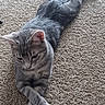 animal, carpet, cat, cute, domestic_animal, ears, feline, fur, gray_tabby, indoor, looking_down, lounging, paws_crossed, pet, relaxed, resting, soft_texture, striped_fur, tail, whiskers