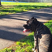 Moses joined the competition — help win amazing prizes! dog, brindle, leash, grass, pavement, shadow, sunlight, outdoor, park, fence, tree, tongue_out, pet, sitting, nature, daylight, animal, canine, collar, happy
