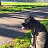 dog, brindle, leash, grass, pavement, shadow, sunlight, outdoor, park, fence, tree, tongue_out, pet, sitting, nature, daylight, animal, canine, collar, happy
