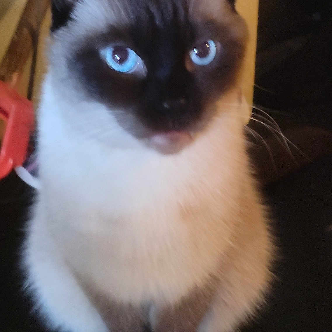 Scout joined the competition — help win amazing prizes! animal, attention, blue_eyes, cat, close_up, cute, domestic, ears, feline, fur, indoor, looking, mammal, paw, pet, portrait, siamese, sitting, soft, whiskers