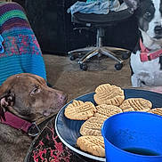 Hooch is registered to the contest to win money with this photo: animal, black_and_white_dog, blanket, brown_dog, carpet, chair, collar, cookie, cup, curious, dog, drink, floor, food, furniture, homedecor, indoor, pet, plate, table