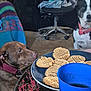 animal, black_and_white_dog, blanket, brown_dog, carpet, chair, collar, cookie, cup, curious, dog, drink, floor, food, furniture, homedecor, indoor, pet, plate, table