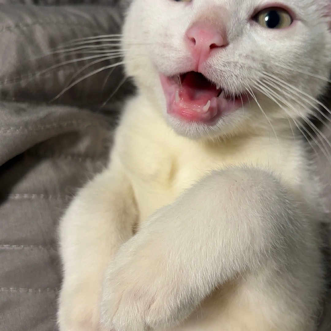 Toby is registered to the contest to win money with this photo: cat, white_cat, black_markings, pet, animal, cute, playful, lying_down, paws, fur, whiskers, mouth_open, indoor, quilted_blanket, close_up, feline, adorable, happy, young_cat, domestic_cat