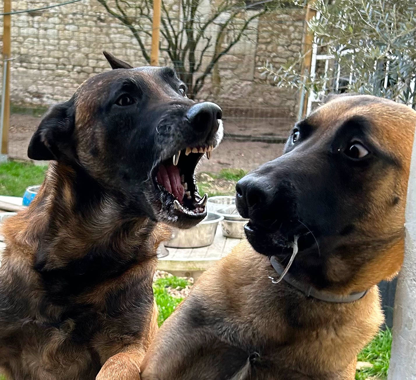 Marshalvegas participe au concours pour gagner de l'argent avec cette photo : ancient_dog_breeds, canidae, carnivore, collar, companion_dog, dog, dog_breed, dog_collar, giant_dog_breed, grass, guard_dog, hunting_dog, plant, snout, sporting_group, tree, working_animal, working_dog