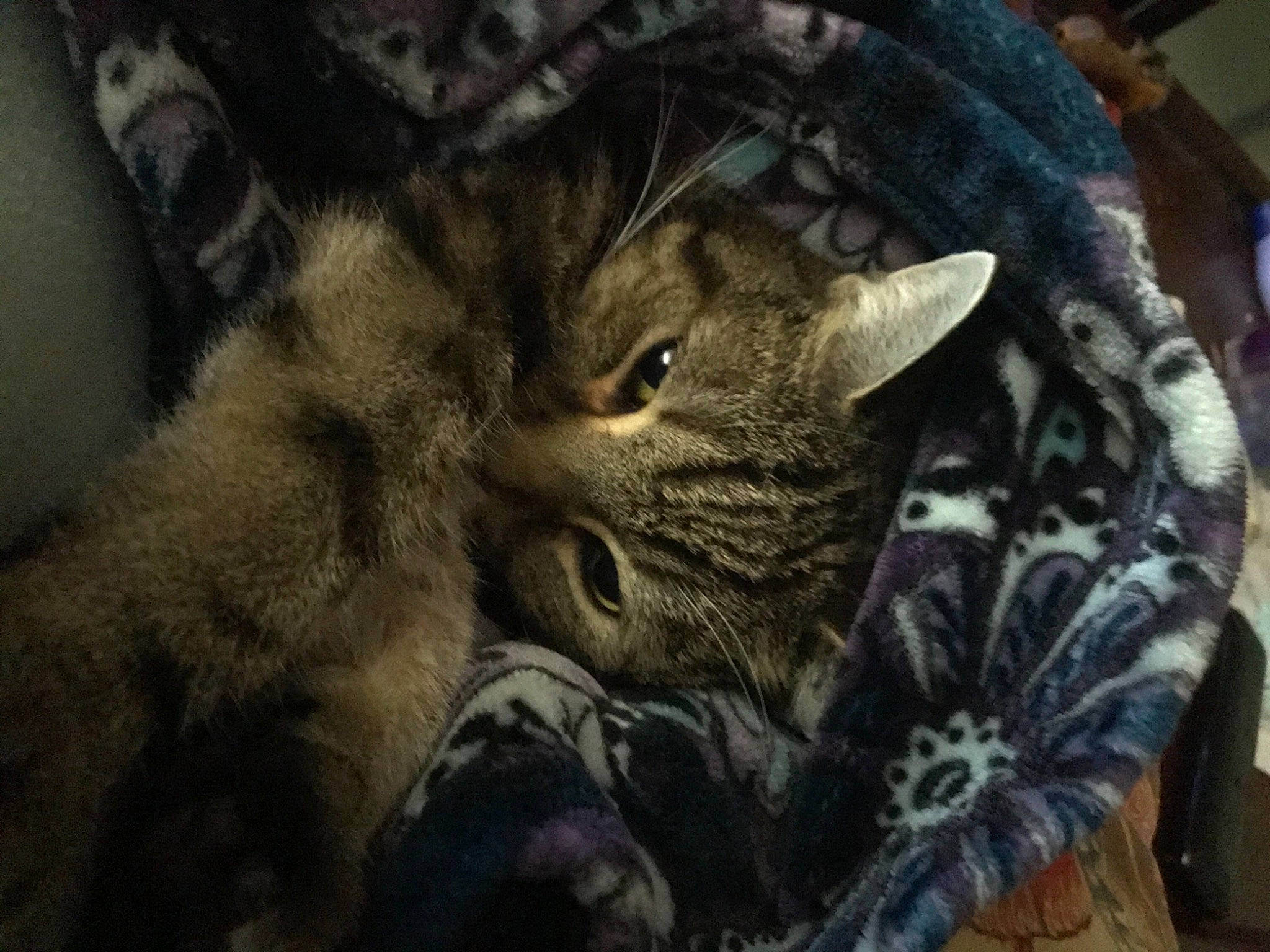 Leonidas is registered to the contest to win money with this photo: black_cat, carnivore, cat, claw, comfort, domestic_short_haired_cat, felidae, fur, grey, nap, pattern, paw, sky, small_to_medium_sized_cats, snout, tail, terrestrial_animal, whiskers, wildlife