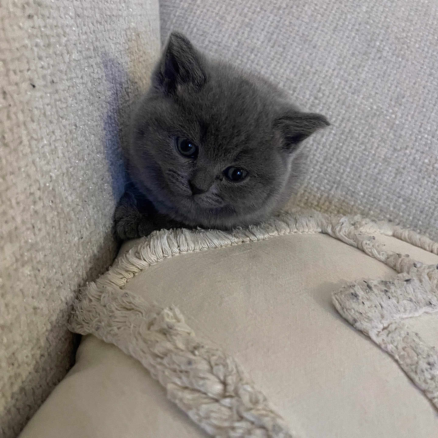 Mia participe au concours pour gagner de l'argent avec cette photo : kitten, cat, gray_fur, cute, pet, animal, small, fluffy, indoors, cushion, fabric, texture, cozy, resting, feline, young, soft, portrait, domestic_cat, comfort