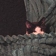 Nigel is registered to the contest to win money with this photo: cat, black_and_white, blanket, cozy, indoor, pet, fur, animal, curious, snug, texture, teal, resting, comfort, soft, hiding, cute, warm, relaxed, feline