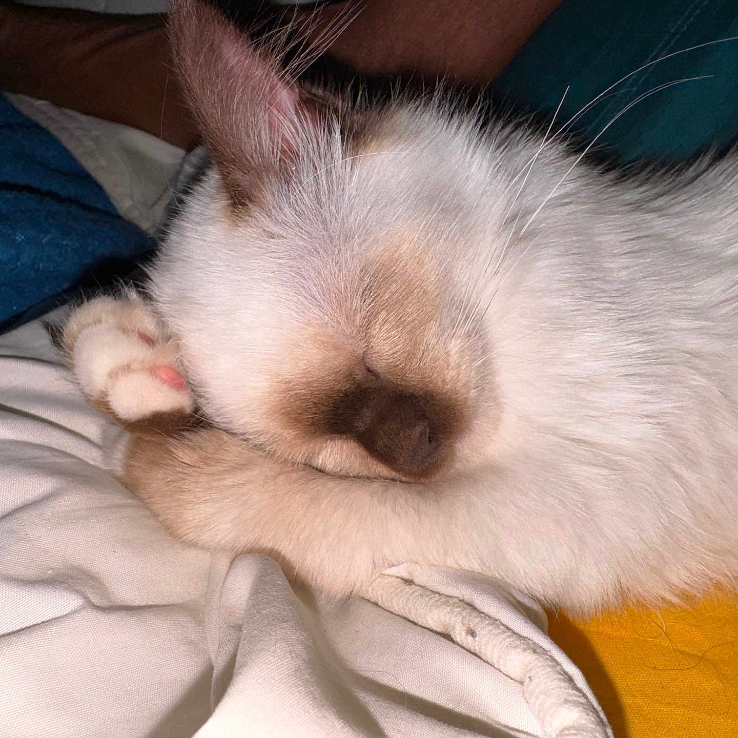 Zara participe au concours pour gagner de l'argent avec cette photo : animal, blanket, cat, closeup, cozy, cream, cute, domestic_animal, feline, fur, indoor, nap, paw, pet, relaxing, resting, sleeping, soft, whiskers, white