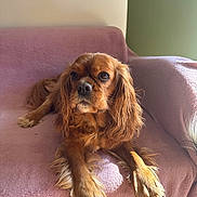 Patch participe au concours pour gagner de l'argent avec cette photo : dog, cavalier_king_charles_spaniel, pet, brown_fur, long_ears, floppy_ears, feathered_paws, sitting, lounging, armchair, pink_chair, indoors, sunlight, portrait, closeup, furry, canine, home, cozy, looking_at_camera