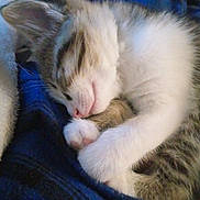 Peanut joined the competition — help win amazing prizes! animal, blanket, cat, closeup, comfort, cozy, cute, domestic_animal, feline, fur, human_leg, indoor, kitten, nap, paw, pet, relaxation, rest, sleeping, warm