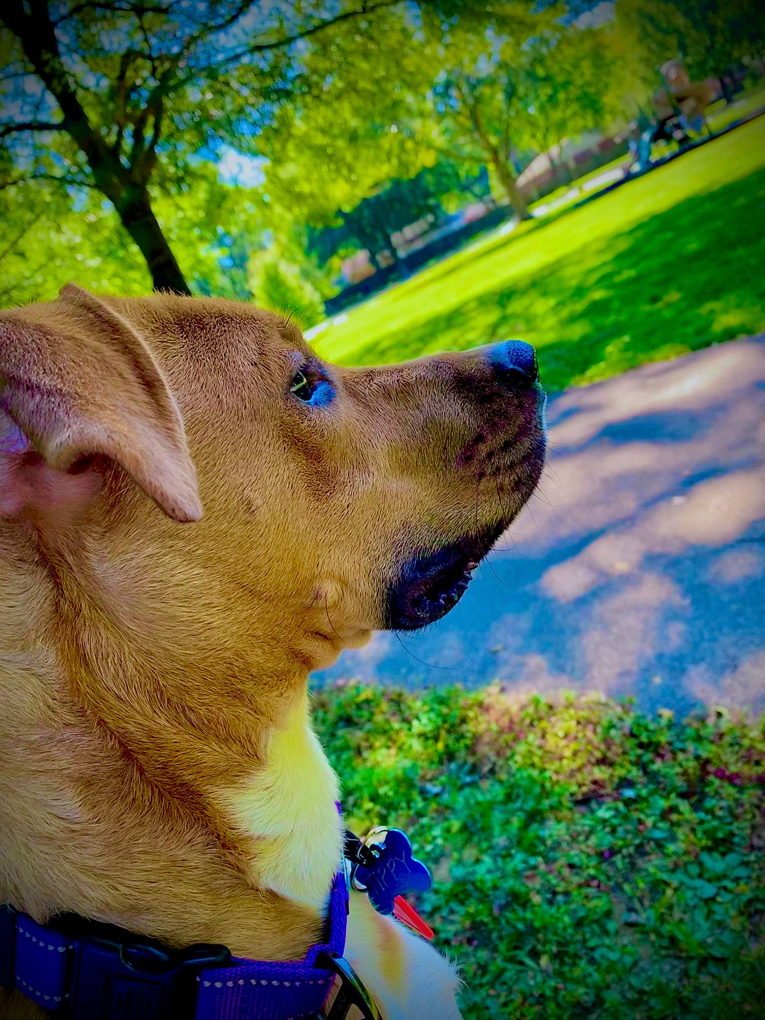 Tippy joined the competition — help win amazing prizes! blue, carnivore, companion_dog, dog, dog_breed, eye, fawn, glasses, grass, green, hat, liver, plant, snout, summer, sunglasses, sunlight, tree, working_animal, yellow