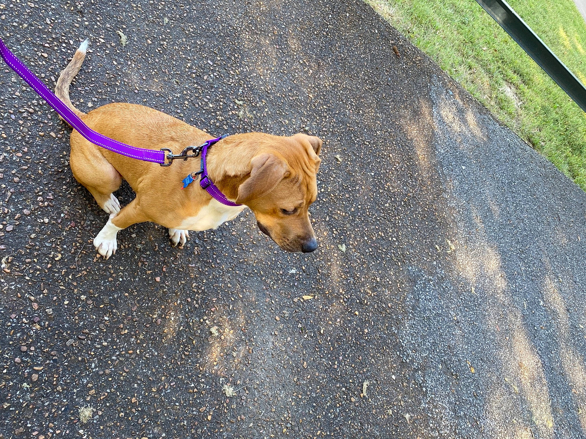 Tippy joined the competition — help win amazing prizes! asphalt, canidae, carnivore, collar, companion_dog, dog, dog_breed, dog_collar, dog_supply, fashion_accessory, fawn, leash, pet_supply, road_surface, sidewalk, snout, sporting_group, tail, tar, working_animal