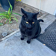 Kitkat joined the competition — help win amazing prizes! black_cat, cat, yellow_eyes, outdoor, concrete, doormat, plant, potted_plant, sidewalk, curious, pet, animal, fur, whiskers, tail, sitting, porch, home, nature, daylight